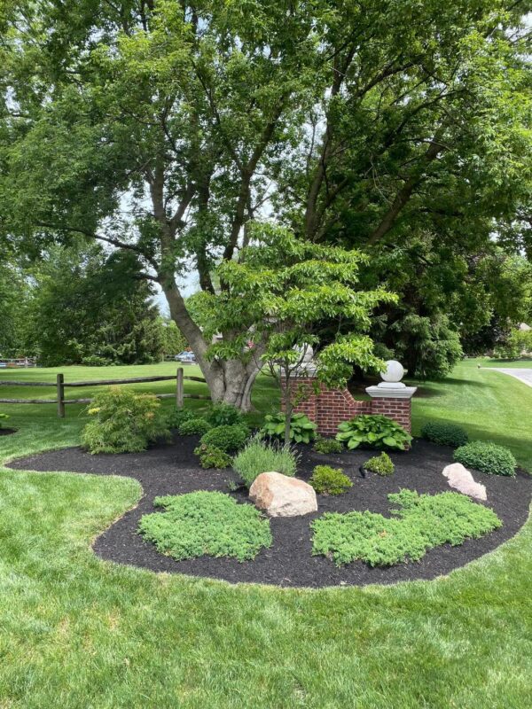Maintained landscape bed with shrubs, a tree and decorative stone