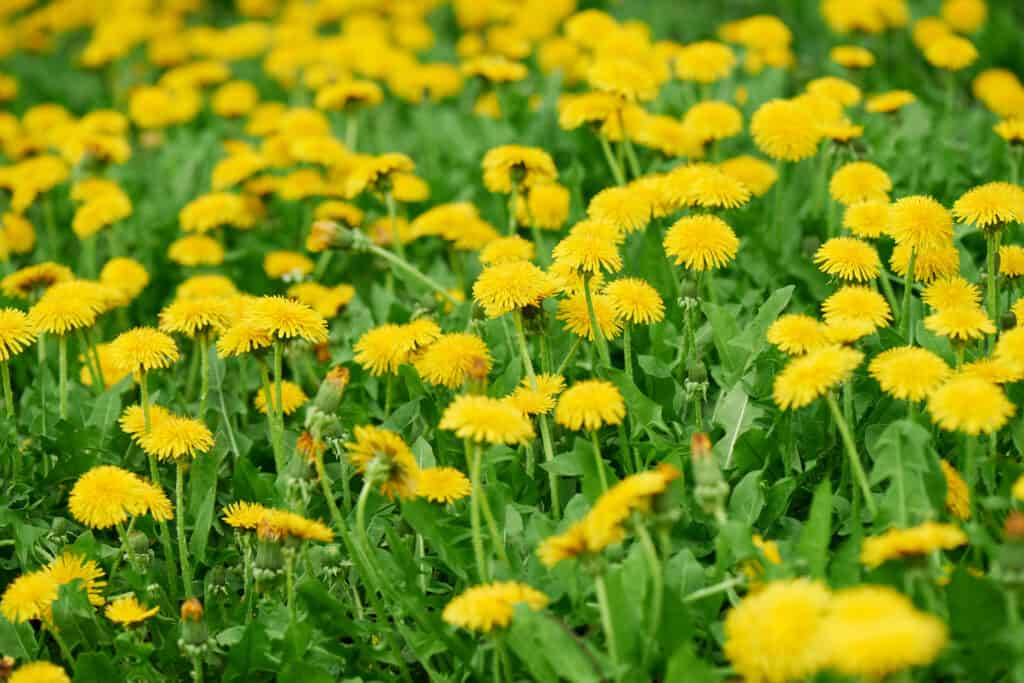 Yellow dandelions growing in grass Yellow dandelion flowers growing among green grass and leaves